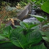 Plants: image 141 Of 208 Thumb